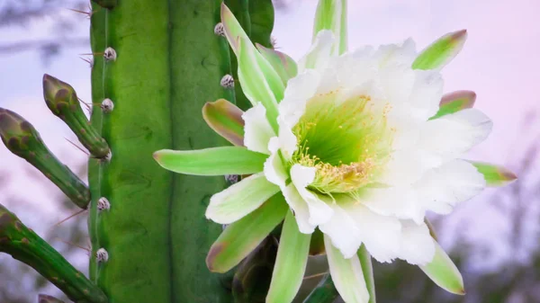 Hermosas Flores Cactus Tradicionalmente Brasileño Mandacaru Cactus Comunes Del Bioma Imágenes de stock libres de derechos