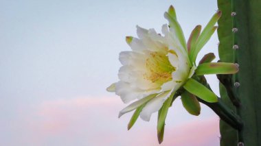geleneksel olarak Brezilyalı bir kaktüs, mandacaru, caatinga biome ve insanlar ve hayvanlar ve süsleme için gıda olarak hizmet vermektedir ortak kaktüsler güzel çiçekler