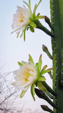 geleneksel olarak Brezilyalı bir kaktüs, mandacaru, caatinga biome ve insanlar ve hayvanlar ve süsleme için gıda olarak hizmet vermektedir ortak kaktüsler güzel çiçekler
