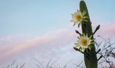 geleneksel olarak Brezilyalı bir kaktüs, mandacaru, caatinga biome ve insanlar ve hayvanlar ve süsleme için gıda olarak hizmet vermektedir ortak kaktüsler güzel çiçekler