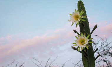 beautiful flowers of a traditionally Brazilian cactus, mandacaru, common cacti of the caatinga biome, and serves as food for people and animals, and ornamentation clipart