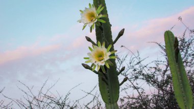 geleneksel olarak Brezilyalı bir kaktüs, mandacaru, caatinga biome ve insanlar ve hayvanlar ve süsleme için gıda olarak hizmet vermektedir ortak kaktüsler güzel çiçekler