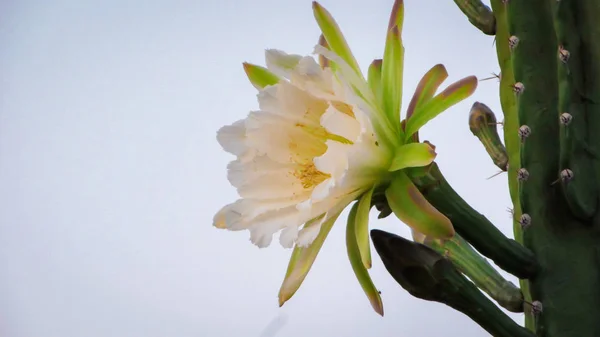 Flores Bonitas Cacto Tradicionalmente Brasileiro Mandacaru Cactos Comuns Bioma Caatinga — Fotografia de Stock