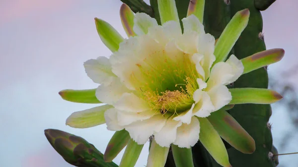 Красиві Квіти Традиційно Бразильський Кактус Mandacaru Поширених Кактусів Каатинга Біома — стокове фото