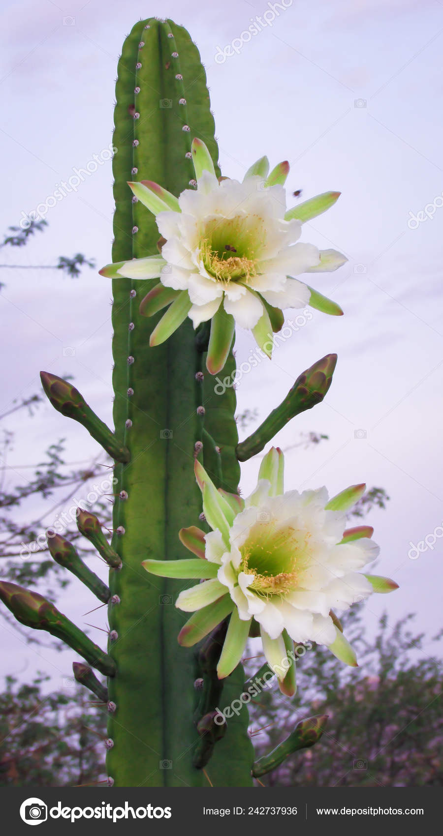 Beautiful Flowers Traditionally Brazilian Cactus Mandacaru Common Cacti  Caatinga Biome Stock Photo by ©Raul_Romario 242737936
