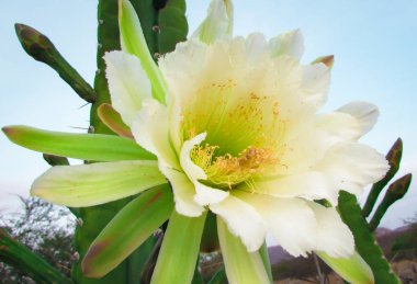 geleneksel olarak Brezilyalı bir kaktüs, mandacaru, caatinga biome ve insanlar ve hayvanlar ve süsleme için gıda olarak hizmet vermektedir ortak kaktüsler güzel çiçekler