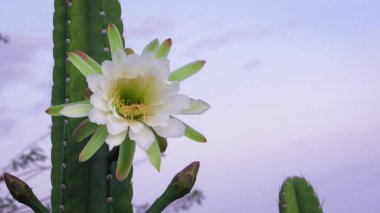 geleneksel olarak Brezilyalı bir kaktüs, mandacaru, caatinga biome ve insanlar ve hayvanlar ve süsleme için gıda olarak hizmet vermektedir ortak kaktüsler güzel çiçekler