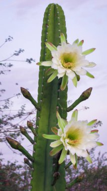 geleneksel olarak Brezilyalı bir kaktüs, mandacaru, caatinga biome ve insanlar ve hayvanlar ve süsleme için gıda olarak hizmet vermektedir ortak kaktüsler güzel çiçekler