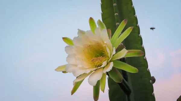 Wunderschöne Blüten Eines Traditionell Brasilianischen Kaktus Mandacaru Gewöhnlicher Kakteen Des — Stockfoto
