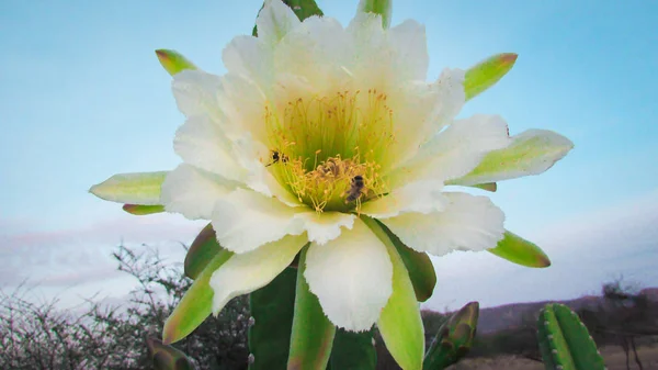 Flores Bonitas Cacto Tradicionalmente Brasileiro Mandacaru Cactos Comuns Bioma Caatinga — Fotografia de Stock