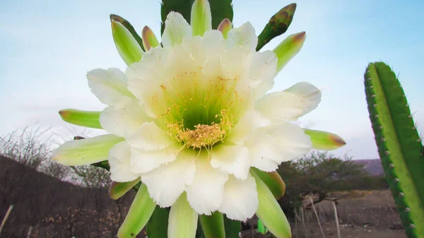 Hermosas Flores Cactus Tradicionalmente Brasileño Mandacaru Cactus Comunes Del Bioma — Foto de Stock