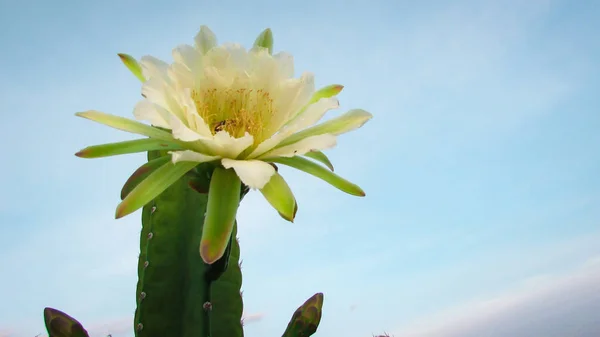 Hermosas Flores Cactus Tradicionalmente Brasileño Mandacaru Cactus Comunes Del Bioma — Foto de Stock