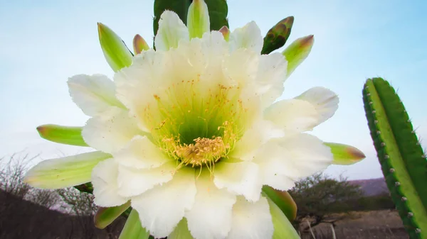 Belles Fleurs Cactus Traditionnellement Brésilien Mandacaru Cactus Communs Biome Caatinga — Photo