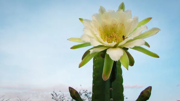 Flores Bonitas Cacto Tradicionalmente Brasileiro Mandacaru Cactos Comuns Bioma Caatinga — Fotografia de Stock