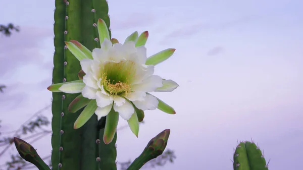 Όμορφα Λουλούδια Παραδοσιακά Βραζιλίας Κάκτων Mandacaru Κοινή Κάκτοι Caatinga Biome — Φωτογραφία Αρχείου