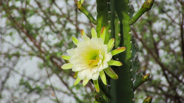Красивые Цветы Традиционно Бразильского Кактуса Мандакару Общие Кактусы Биома Каатинга — стоковое фото