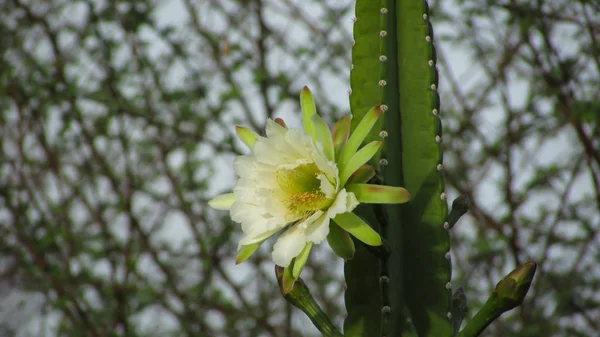 Belles Fleurs Cactus Traditionnellement Brésilien Mandacaru Cactus Communs Biome Caatinga — Photo