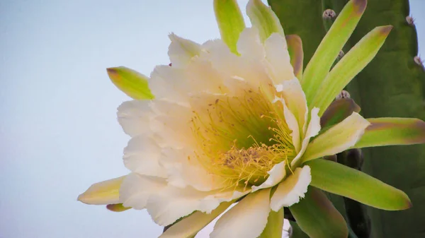 Hermosas Flores Cactus Tradicionalmente Brasileño Mandacaru Cactus Comunes Del Bioma Imagen de stock