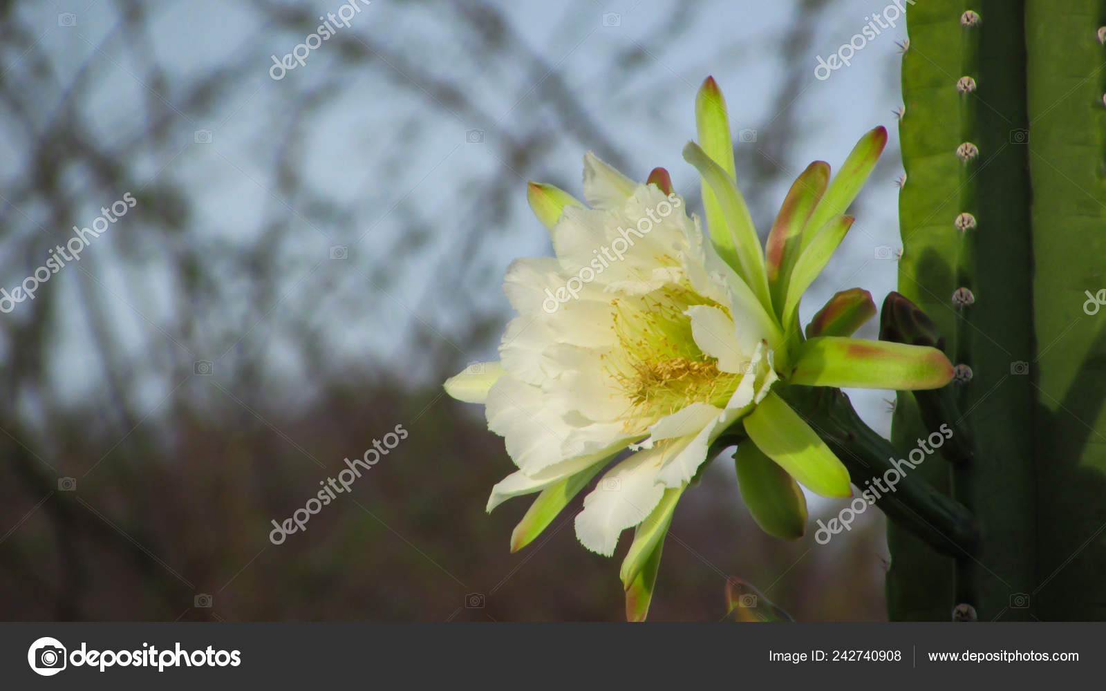 Flores Bonitas Cacto Tradicionalmente Brasileiro Mandacaru Cactos Comuns  Bioma Caatinga fotos, imagens de © Raul_Romario #242740908
