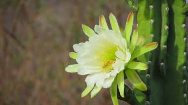 geleneksel olarak Brezilyalı bir kaktüs, mandacaru, caatinga biome ve insanlar ve hayvanlar ve süsleme için gıda olarak hizmet vermektedir ortak kaktüsler güzel çiçekler