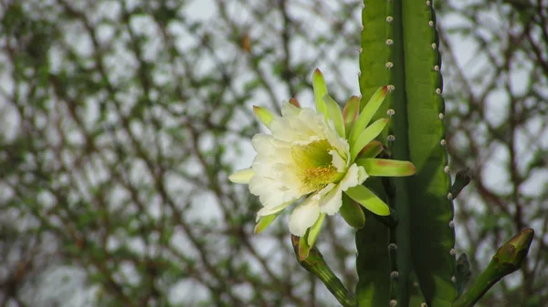 Flores Bonitas Cacto Tradicionalmente Brasileiro Mandacaru Cactos Comuns Bioma Caatinga — Fotografia de Stock