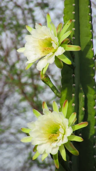 Flores Bonitas Cacto Tradicionalmente Brasileiro Mandacaru Cactos Comuns Bioma Caatinga — Fotografia de Stock