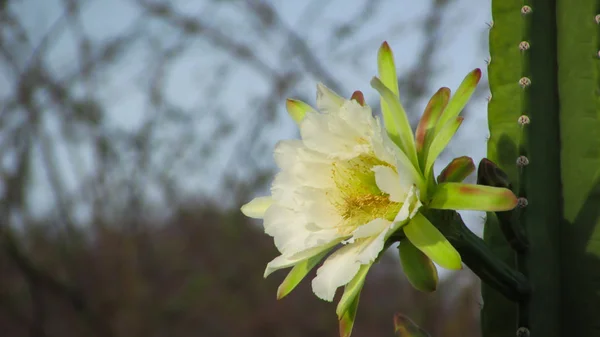 Flores Bonitas Cacto Tradicionalmente Brasileiro Mandacaru Cactos Comuns Bioma Caatinga — Fotografia de Stock