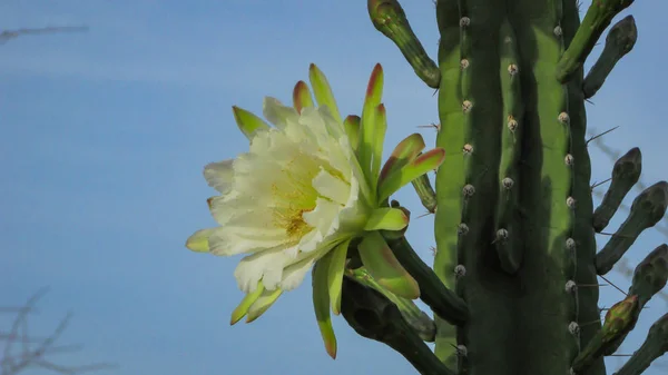 Hermosas Flores Cactus Tradicionalmente Brasileño Mandacaru Cactus Comunes Del Bioma — Foto de Stock