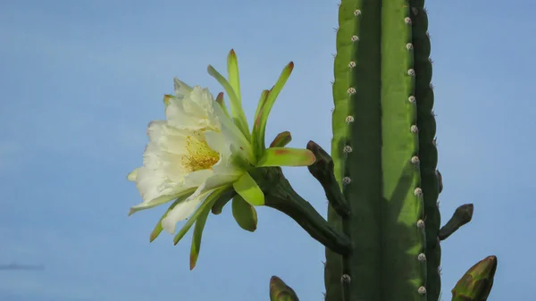 Belles Fleurs Cactus Traditionnellement Brésilien Mandacaru Cactus Communs Biome Caatinga — Photo