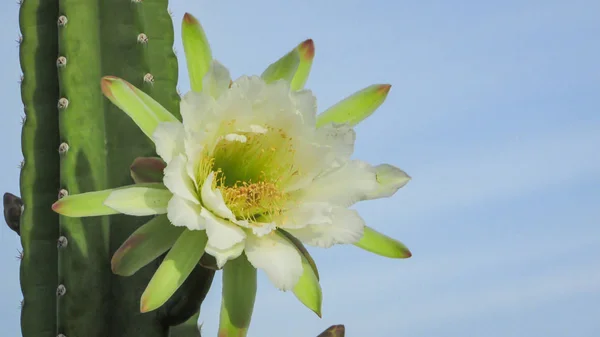 Hermosas Flores Cactus Tradicionalmente Brasileño Mandacaru Cactus Comunes Del Bioma — Foto de Stock