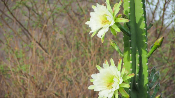 Belles Fleurs Cactus Traditionnellement Brésilien Mandacaru Cactus Communs Biome Caatinga — Photo