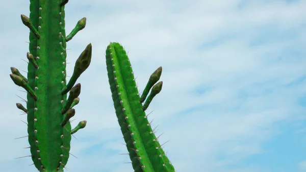 Beginning Flowering Mandacaru Cactus See Several Flower Buds Still Bloom — Stock Photo, Image