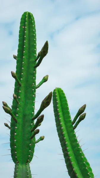 Beginning Flowering Mandacaru Cactus See Several Flower Buds Still Bloom — Stock Photo, Image