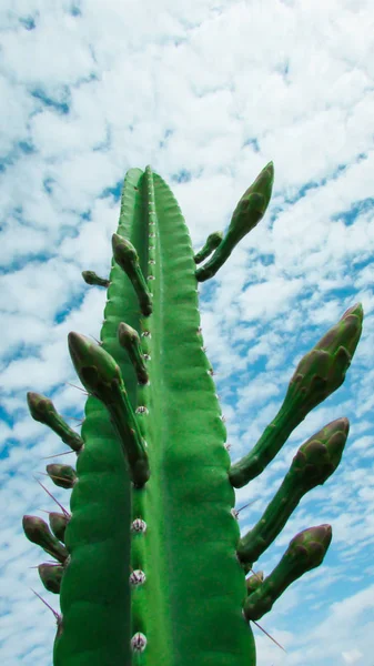 Beginning Flowering Mandacaru Cactus See Several Flower Buds Still Bloom — Stock Photo, Image