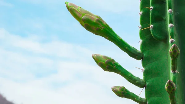 Beginning Flowering Mandacaru Cactus See Several Flower Buds Still Bloom — Stock Photo, Image