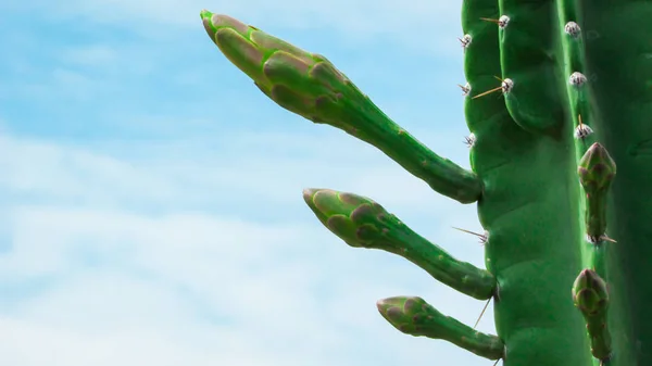 Début Floraison Mandacaru Cactus Nous Voyons Plusieurs Boutons Floraux Qui — Photo