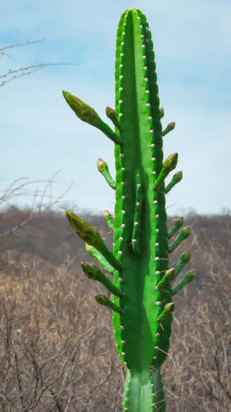 Początek Kwitnienia Kaktusów Mandacaru Widzimy Kilka Pąków Kwiatowych Które Będą — Zdjęcie stockowe
