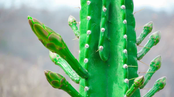 Inicio Floración Del Cactus Mandacaru Vemos Varios Brotes Flores Que Imagen de archivo