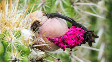 kaktüsler xique xique kaktüsler çok eleme caatinga biome, produs pembe renkli güzel bir meyve mevcut.
