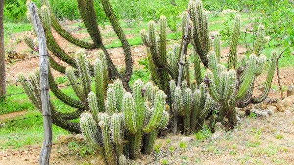 Cactussen Xique Xique Cactussen Screening Zeer Aanwezig Het Caatinga Bioom — Stockfoto