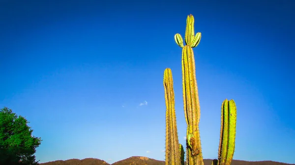 Mandacaru Cacti Portrait Sunset Photos Covered Golden Light Late Afternoon — Stock Photo, Image