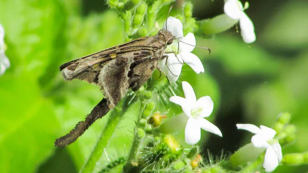 Krásný Capitae Dlouho Sledoval Motýl Vidíme Krásný Exemplář Bílé Květy — Stock fotografie