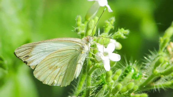 Όμορφη Λευκή Πεταλούδα Νέκταρ Πίνοντας Άγριο Λουλούδι Στη Φύση — Φωτογραφία Αρχείου