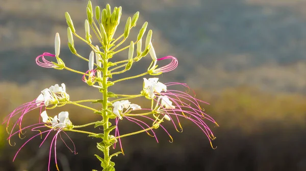 Folha Planta Cleome Hassleriana Mussamb Uma Planta Medicinal — Fotografia de Stock