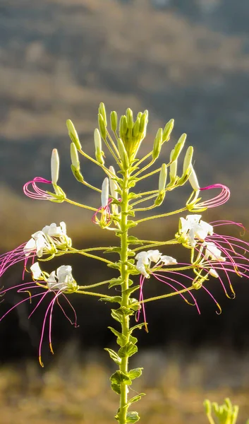 Cleome Hassleriana Mussamb Bir Tıbbi Bitki Bitkinin Yaprak — Stok fotoğraf