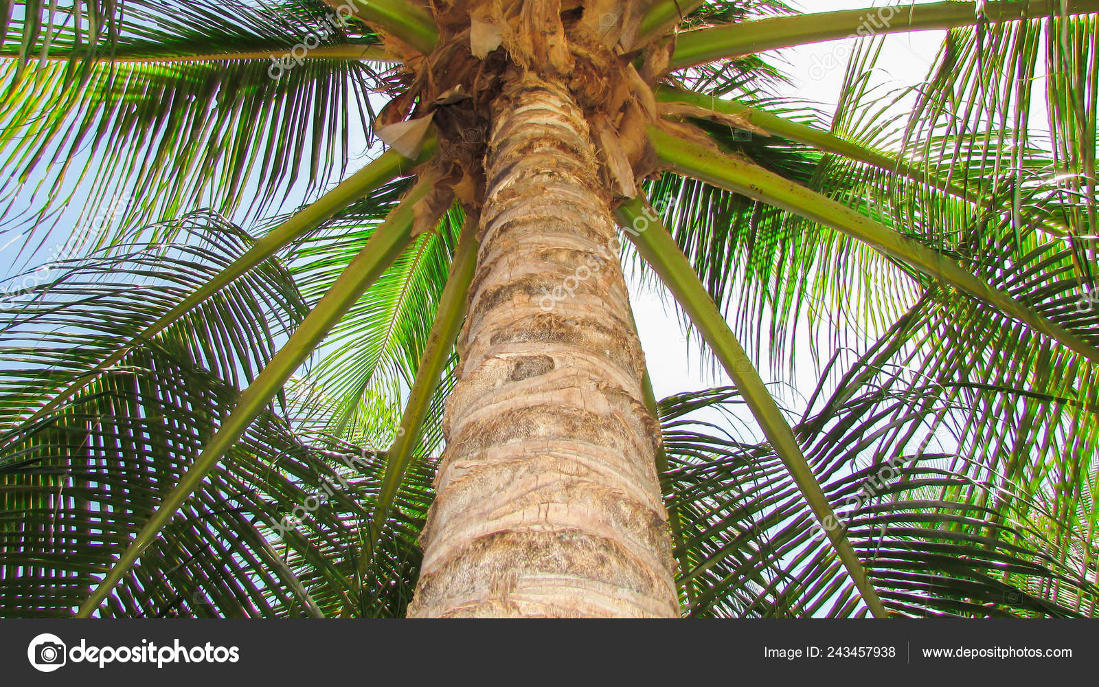 葉とココナッツ トランク おいしいココナッツのブーツ美しい熱帯ヤシの木 ストック写真 C Raul Romario