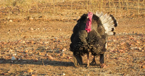 Περού Bird Καθιστώντας Τροχό Όλα Όμορφα Πόδια Ανοιχτό Στη Συνάρτηση — Φωτογραφία Αρχείου