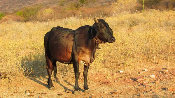 巴西东北部农场环境中的牲畜 奶牛和牛 — 图库照片