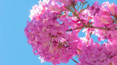 Güzel kır çiçekleri, IPE rosa yerli bitki Brezilya