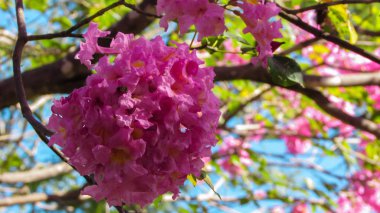 Güzel kır çiçekleri, IPE rosa yerli bitki Brezilya